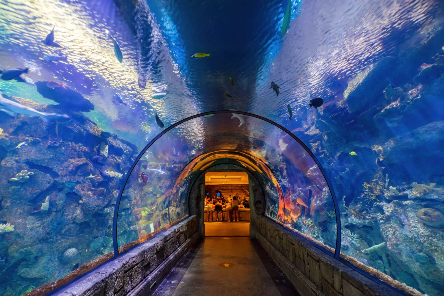 Shark Reef Aquarium