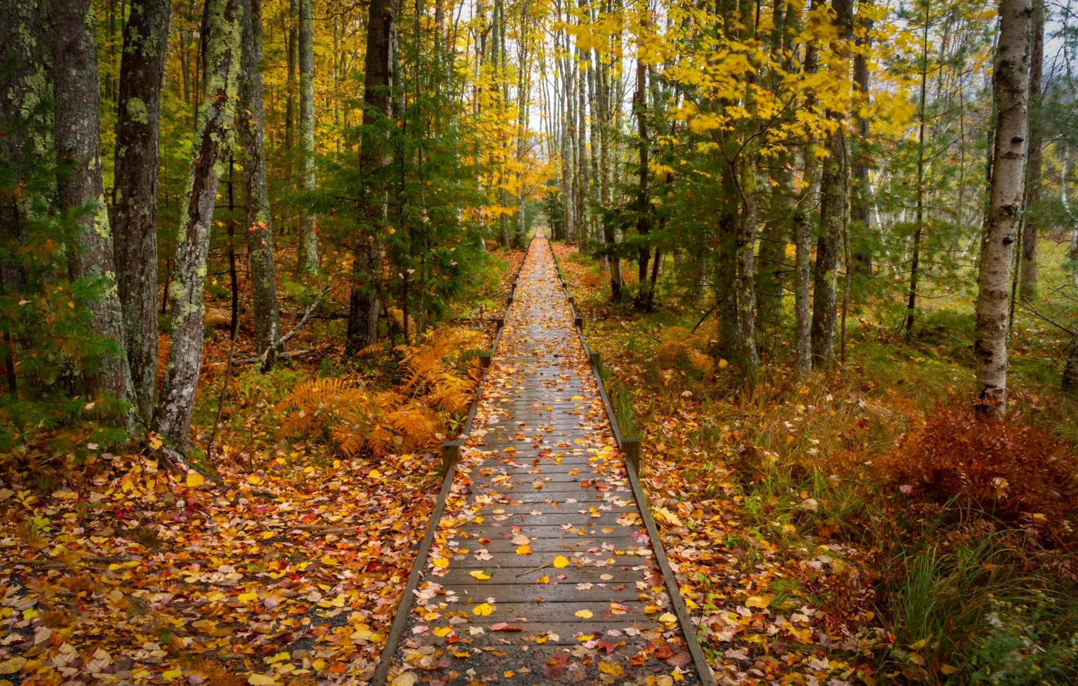 Acadia-National-park