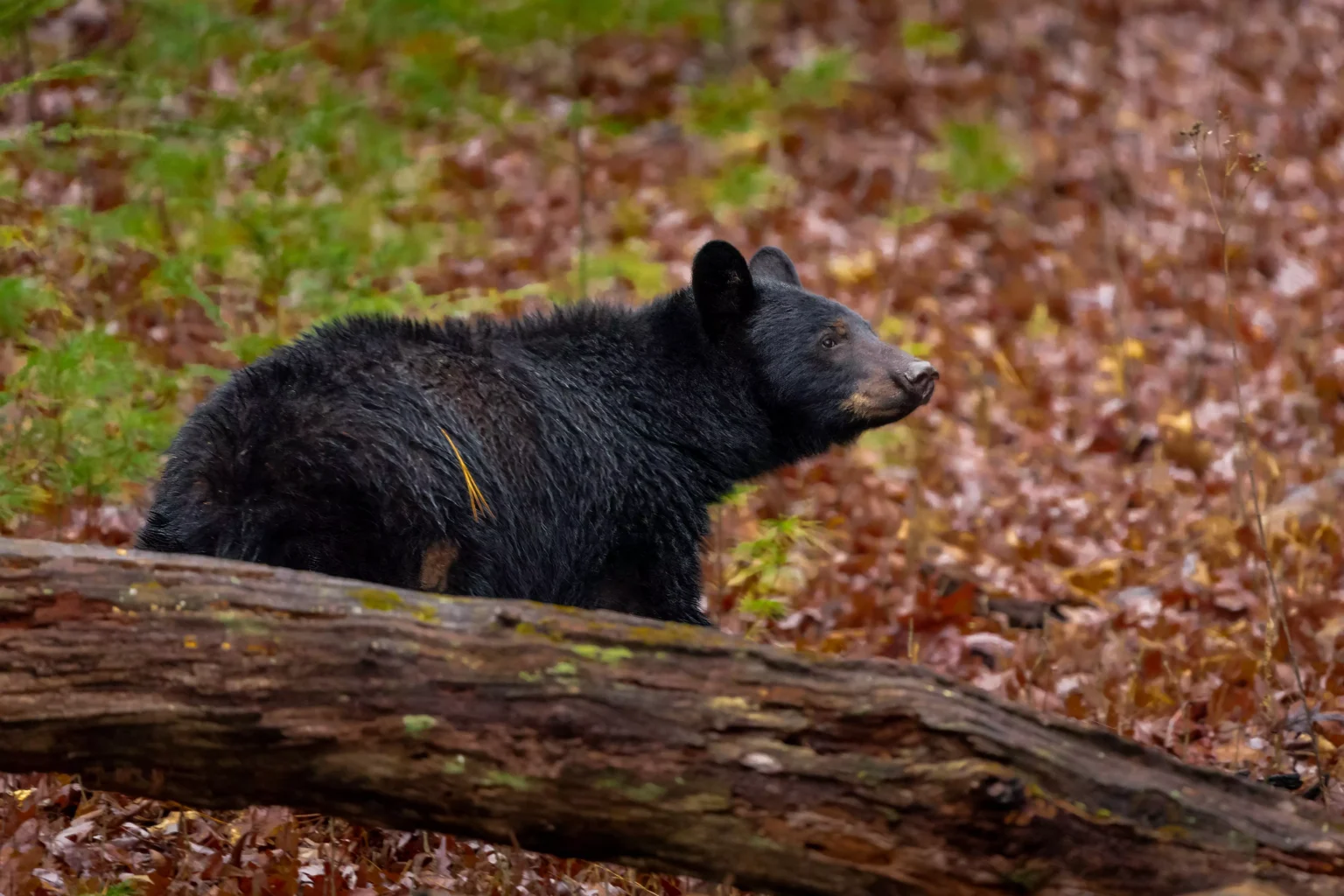 Great-smoky-mountains-national-park