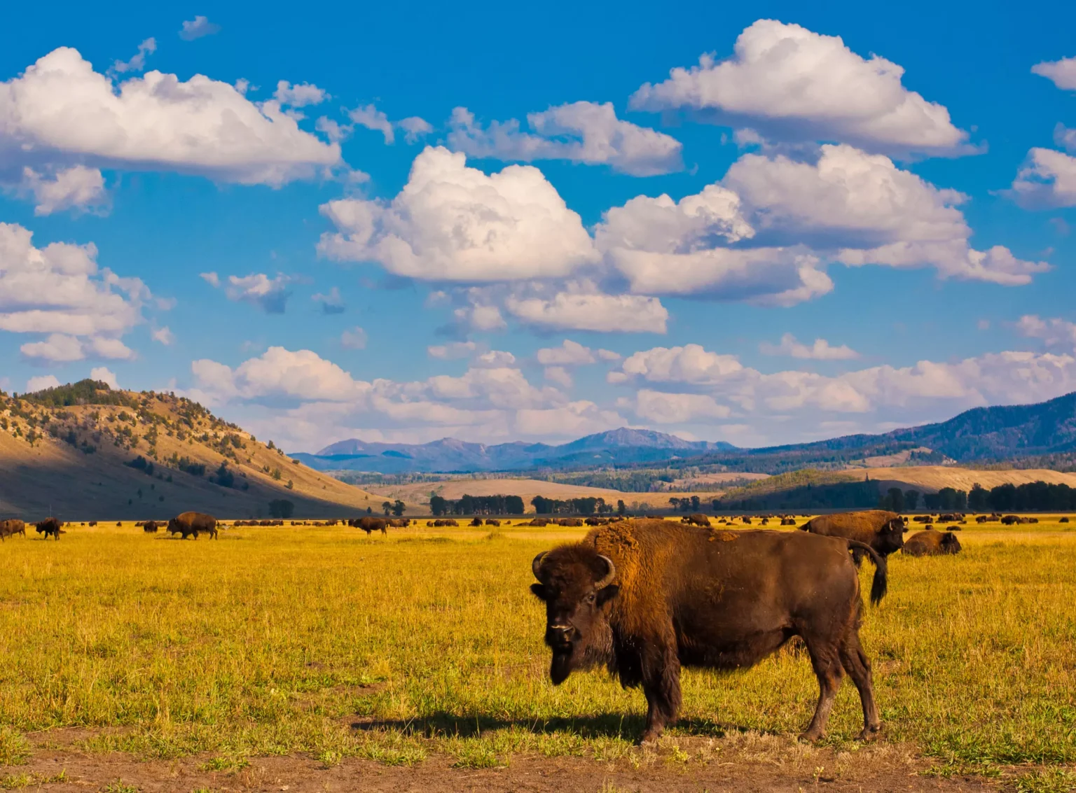 Yellowstone-national-park