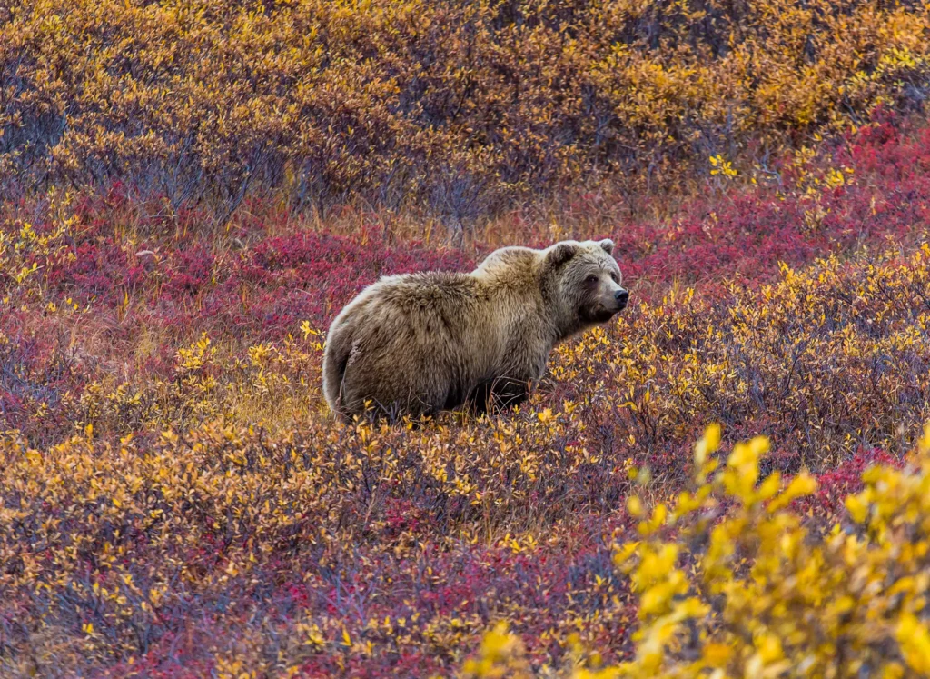 Denali-National-park