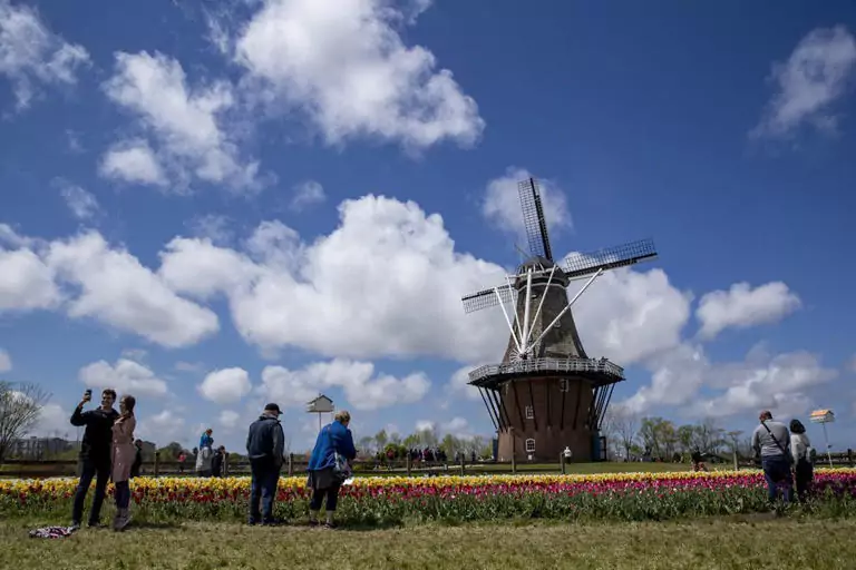 Tuliptime festival at windmill